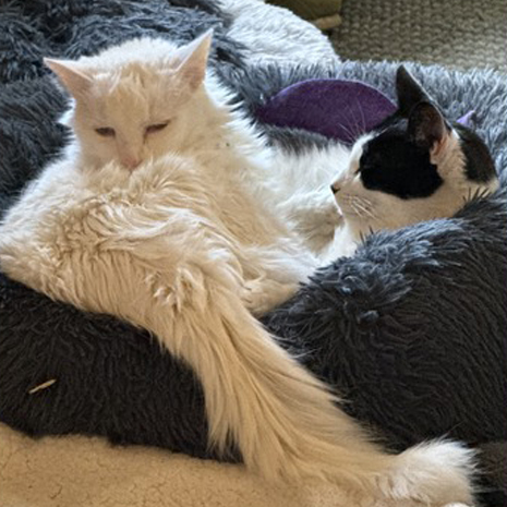 Dom & Dag